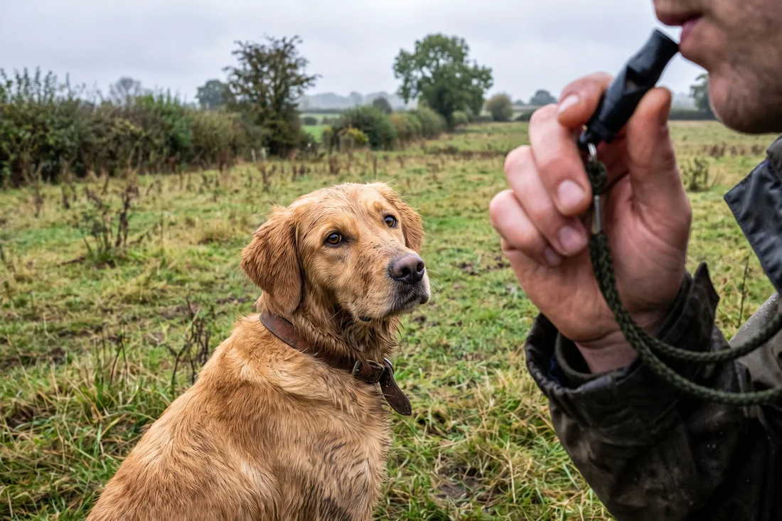 A retriever turning back to an Acme gundog whistle